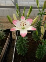 [5040 SugarLove No01.JPG]